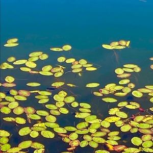 VT POND🌿🌿
